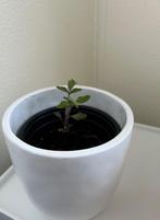 gratis tomatenplantje in potje, Tuin en Terras, Planten | Tuinplanten, Ophalen, Zomer, Overige soorten, Volle zon