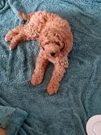 Labradoodle medium pup F3 multigen abricot kleur, Overige rassen, CDV (hondenziekte), 8 tot 15 weken, Teef