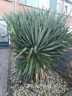 Yuka, Tuin en Terras, Ophalen, Vaste plant, Overige soorten, Halfschaduw