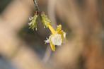 Winterjasmijn, Volle zon, Vaste plant, Ophalen of Verzenden, Winter