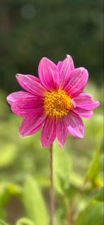 Dahlia 26, Tuin en Terras, Ophalen, Zomer, Overige soorten, Volle zon