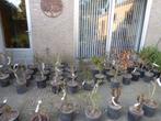 Bonsai: Prebonsai en starterplanten, Minder dan 100 cm, Overige soorten, Ophalen