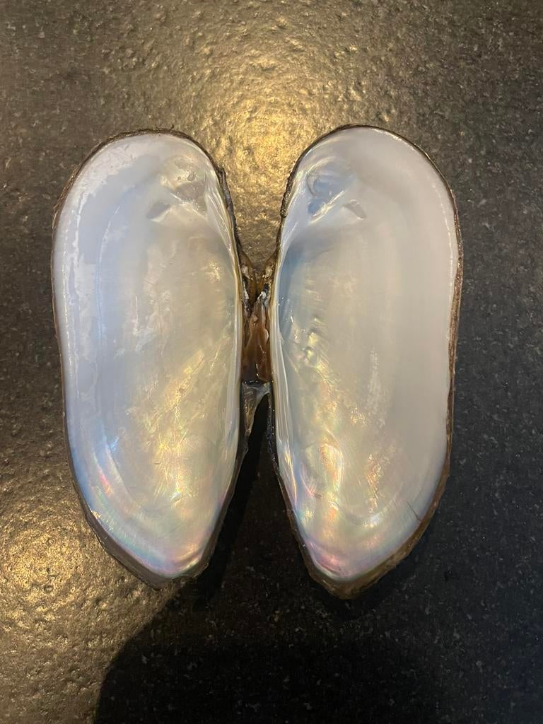 Coole oester/schelp, Sieraden, Tassen en Uiterlijk, Edelstenen, Ophalen, Zo goed als nieuw