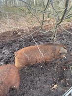 heel mooi duroc dekbeertje 7 maanden, Dieren en Toebehoren, Schapen, Geiten en Varkens, Mannelijk, Varken, 0 tot 2 jaar