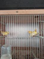 7 jonge kanaries te koop, Dieren en Toebehoren, Vogels | Kanaries, Meerdere dieren, Kleurkanarie