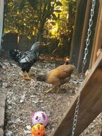 Prachtige jonge wyandotte kriel haan en hen, Dieren en Toebehoren, Pluimvee, Meerdere dieren, Kip