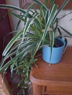Graslelies diverse formaten, Huis en Inrichting, Kamerplanten, Groene kamerplant, Ophalen, Overige soorten, Minder dan 100 cm