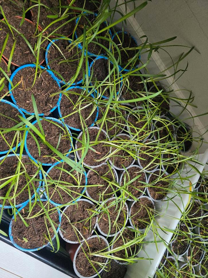 Zaailingen Afrikaanse lelie (Agapanthus), Tuin en Terras, Planten | Tuinplanten, Vaste plant, Overige soorten, Volle zon, Zomer