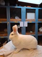 Prachtige Witte Wener predikaat : Fraai ( ingeënt), Dieren en Toebehoren, Konijnen, Meerdere dieren, Middelgroot