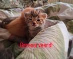 Kittens te koop in zwijndrecht (alvast te reserveren)