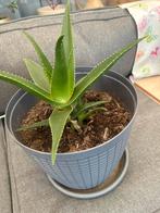 Aloe, Ophalen of Verzenden, Halfschaduw, Minder dan 100 cm