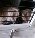 2 Cavia's (beertjes), Dieren en Toebehoren, Mei, Mannelijk, Cavia