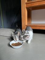Kittens, Dieren en Toebehoren, Poes, 0 tot 2 jaar