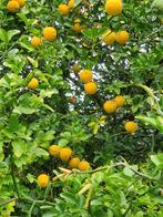 Poncirus Trifoliata / winterharde citroen ‼️‼️, Lente, 250 tot 400 cm, Ophalen, Volle zon