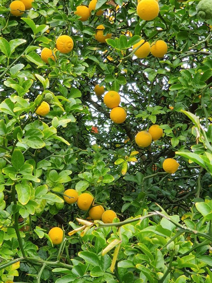 Poncirus Trifoliata / winterharde citroen ‼️‼️, Tuin en Terras, Planten | Bomen, Bolboom, 250 tot 400 cm, Volle zon, Lente, In pot