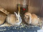 Te koop prachtige Minilop, ram!, Dieren en Toebehoren, Konijnen, Mannelijk, Middelgroot, Hangoor, 0 tot 2 jaar
