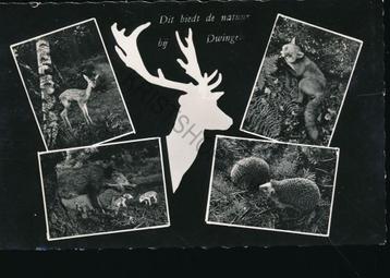 Dwingelo - de natuur [KRST009-1647 beschikbaar voor biedingen