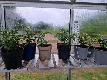 vlees tomaat , paprika,, Meloen, Pot tomaat,cherry beschikbaar voor biedingen