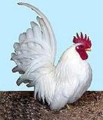 witte chabokrielhaan, Dieren en Toebehoren, Vogels | Duiven, Mannelijk, Overige soorten