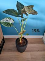 Alocasia regal shield, kamerplant, Ophalen, Overige soorten, Minder dan 100 cm