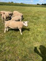 Engelse texelaar dekrammen, Dieren en Toebehoren, Schapen, Geiten en Varkens, Mannelijk, Schaap