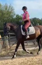 Allround Zwarte Parel ruin 6 jr, Dieren en Toebehoren, Paarden, Gechipt, Ruin, 3 tot 6 jaar, L