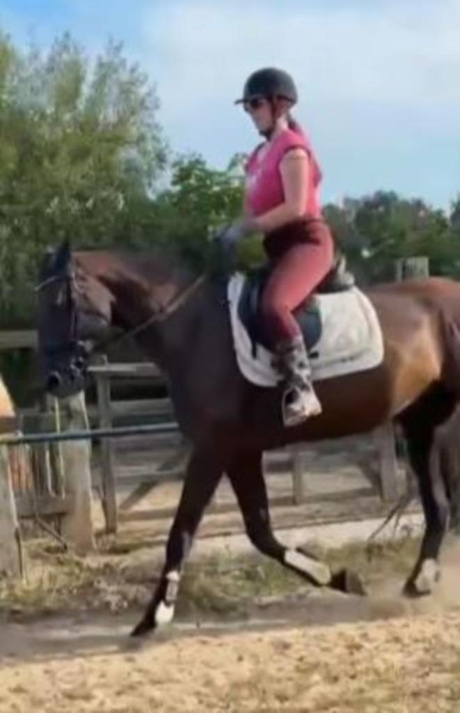 Allround Zwarte Parel ruin 6 jr, Dieren en Toebehoren, Paarden, Ruin, L, 160 tot 165 cm, 3 tot 6 jaar, Recreatiepaard, Gechipt