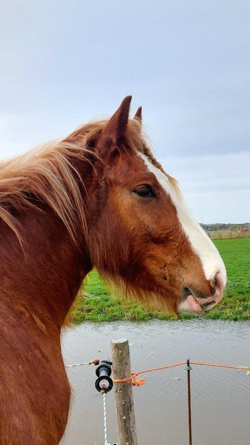 Verzorger gezocht 4-jarig lief paard!, Diensten en Vakmensen, Dieren | Paarden | Verzorging, Oppas en Les, Verzorging of Verzorgpony's