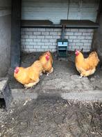 Brama’s (buff) kippen te koop, Dieren en Toebehoren, Pluimvee, Kip, Vrouwelijk