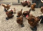 Ukkelse baardkrielen, Dieren en Toebehoren, Meerdere dieren, Kip