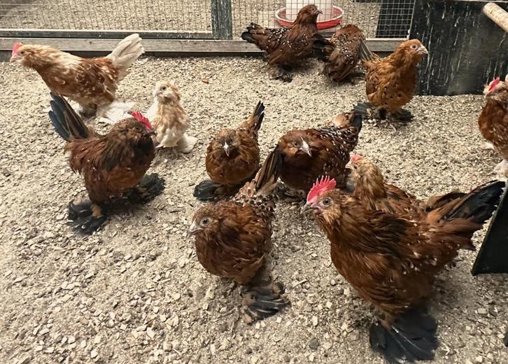 Ukkelse baardkrielen, Dieren en Toebehoren, Pluimvee, Kip, Meerdere dieren