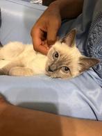 Siamese kat 3 maandjes meisje, Dieren en Toebehoren, Katten en Kittens | Raskatten | Korthaar, Poes, Met stamboom