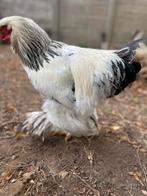 Jonge Brahma haan, Dieren en Toebehoren, Pluimvee, Mannelijk, Kip