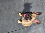 French Bulldog, Dieren en Toebehoren, Honden | Bulldogs, Pinschers en Molossers, 15 weken tot 1 jaar, Teef, Meerdere, Nederland