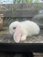mini lop konijntjes, Dieren en Toebehoren, Meerdere dieren, Dwerg