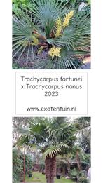Trachycarpus fortunei x nanus zaden, Tuin en Terras, Ophalen of Verzenden