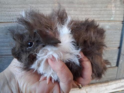 TK lunkarya baby beertje, Dieren en Toebehoren, Knaagdieren, Mannelijk, Cavia, Na 1 juli 2024, Tam