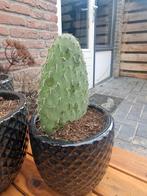 Opuntia roze bloeiend winterhard, Ophalen of Verzenden, Volle zon, Minder dan 100 cm