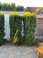 Taxus baccata | diverse maten, Ophalen of Verzenden, Taxus, 100 tot 250 cm