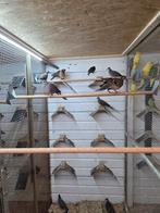 Grote parelhals tortels, Dieren en Toebehoren, Vogels | Duiven, Meerdere dieren, Overige soorten