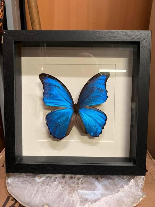 Morpho Didius  met lichte schade aan vleugel, Verzamelen, Dierenverzamelingen, Zo goed als nieuw, Beeldje of Figuurtje, Insect
