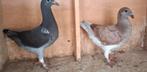 Kleurpostduif. Geringd 2025 & eigendomsbewijs.  30 dagen., Dieren en Toebehoren, Vogels | Duiven, Geslacht onbekend, Postduif