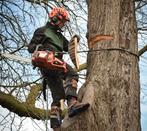 Gratis uw boom of bomen laten kappen/ zagen of snoeien?, Tuinonderhoud of Snoeiwerk