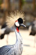 Overname kippen en andere dieren, Dieren en Toebehoren, Meerdere dieren, Overige soorten