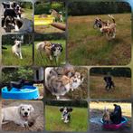 Hondenuitlaatservice omgeving Breda,Etten-Leur,Rijsbergen, Ophalen of Verzenden