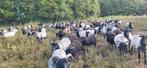 Heidschnucke ramlammeren, Dieren en Toebehoren, Schapen, Geiten en Varkens, Mannelijk, Schaap