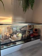 Hamster scape - terrarium, Kooi, Zo goed als nieuw, Hamster, 75 tot 110 cm