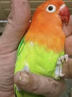 Prachtige brr agapornis fisheri opaline groen, Dieren en Toebehoren, Vogels | Parkieten en Papegaaien, Mannelijk, Dwergpapegaai of Agapornis