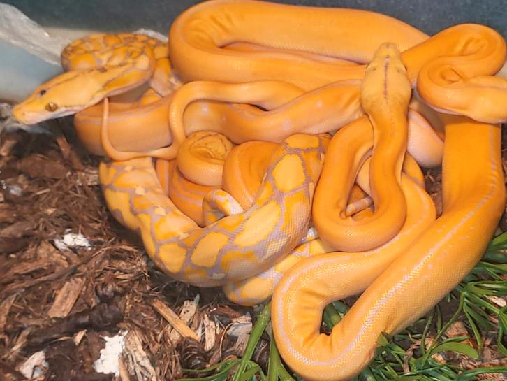 Nog enkele Dwarf python reticulatus nk 25, Dieren en Toebehoren, Reptielen en Amfibieën, Slang, 0 tot 2 jaar