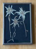 Antiek zilverkleur schilderijtje 3 gedroogde Edelweiss bloem, Antiek en Kunst, Kunst | Schilderijen | Klassiek, Ophalen of Verzenden